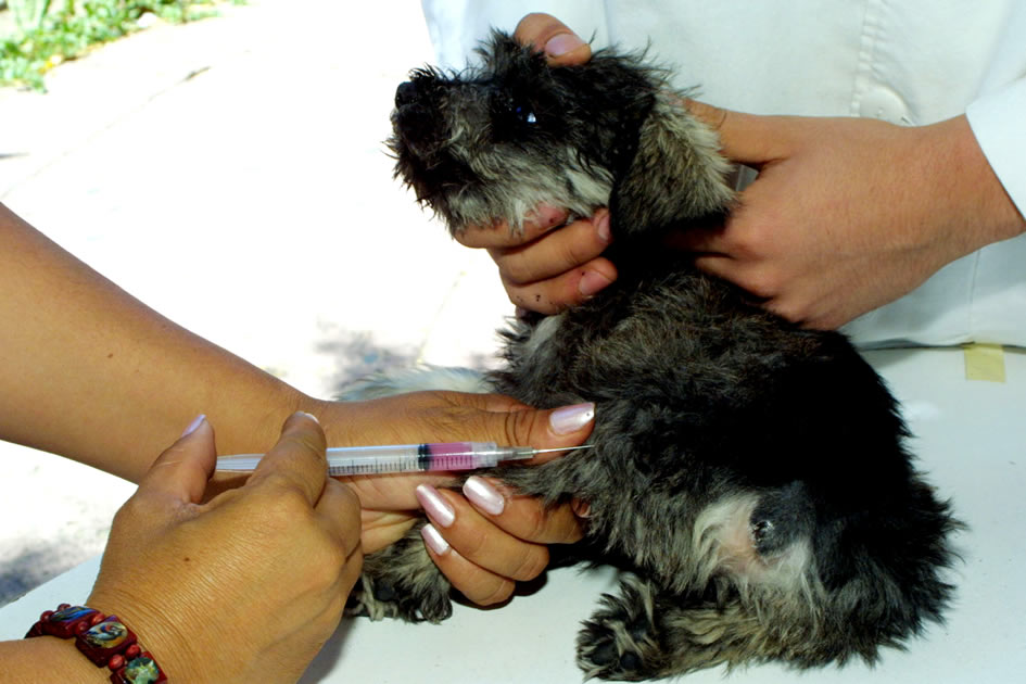 vacunacion a poodles