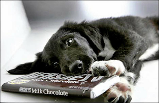 Prohibido darle chocolate a nuestro poodle